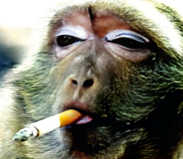 动物的迷惑行为有点搞笑